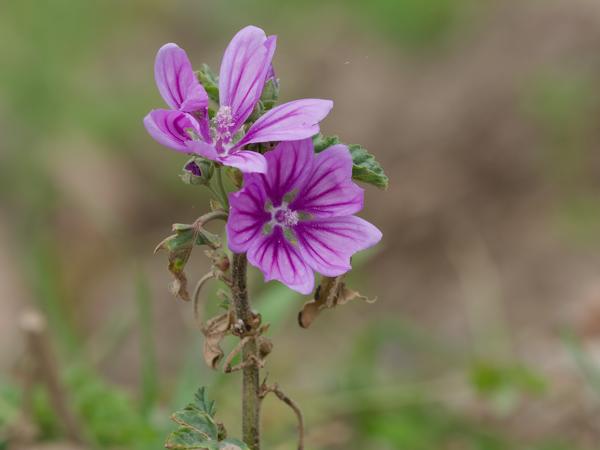 <h3><a href="/trips/kreta/biota/plantae/tracheophyta/magnoliopsida/malvales/malvaceae/malva sylvestris/malva sylvestris-nl.html">Malva&nbsp;sylvestris</a> / Common&nbsp;mallow / Groot&nbsp;kaasjeskruid</h3>OM-1 Mark II met OLYMPUS M.150-400mm F4.5, 1/1250 sec  bij F9.0, ISO 2000, afstand 2.95&nbsp;m